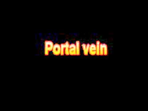 What Is The Definition Of Portal vein Medical School Terminology Dictionary