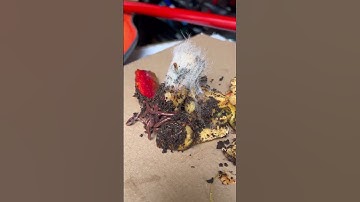 #composting #vermicompost #worms #redwigglers #nature #craigscompost #reuse #reduce #recycle