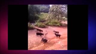 Five dogs fighting with cobra by Did you know that ? 31 views 8 years ago 1 minute, 9 seconds