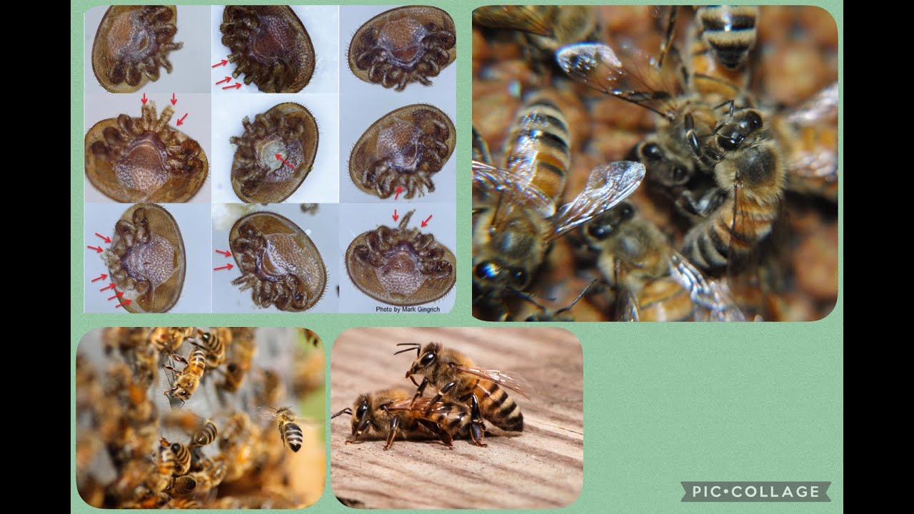 Existen las abejas tolerantes a la varroa? 👉 Cuales son? 🐝 Donde estan o como podemos obtenerlas