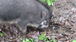 Excellent Pig Welfare Warty Pig Rooting Around In Damp Substrate