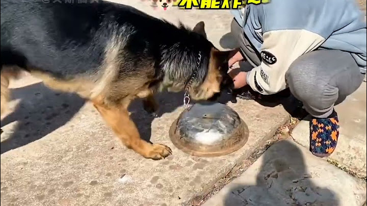 给狗子急的，都快要开口说话了！🐶：为了口饭差点会说话了