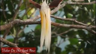 INDAHNYA KICAUAN BURUNG SURGA (CENDRAWASIH), Video on the spot New