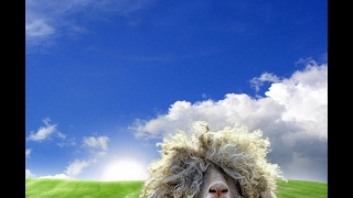 Oh Sheep