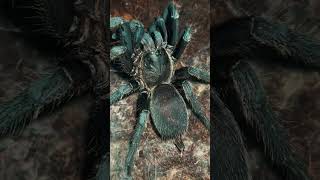 Tarantula Feeding on Cockroach