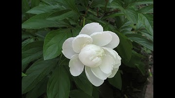 Emily of New Moon | 6. New Moon | Audiobook