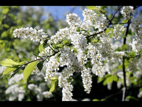 Анатолий Волхонский "Черемуха"