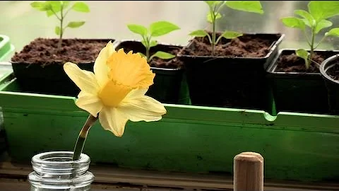 Self-Sufficient Urban Gardening with Alys Fowler