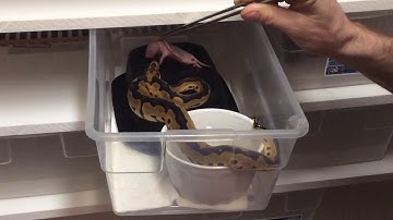 Orange Dream Calico Yellow Belly and Blade Clown Feeding Video