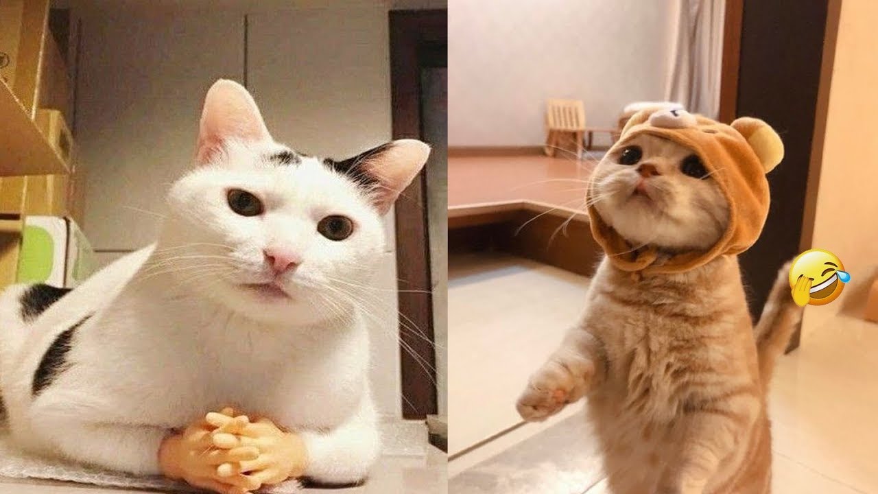 😂 Funniest Cats 2025 | Hilarious Cat Videos Compilation 🐈💖 - YouTube