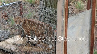 How to build a fox trap | HD | That works