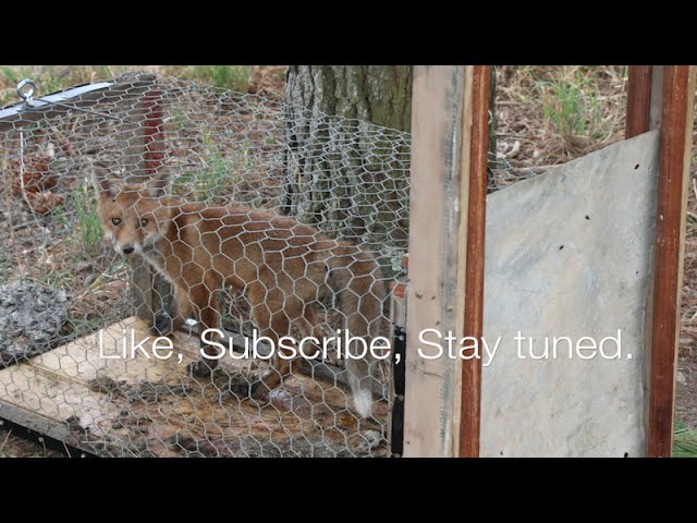 How to build a fox trap | HD | That works class=