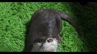 Planning a 100K Subsc Memorial River Camping [Otter life Day 142] 祝！ﾁｬﾝﾈﾙ登録者10万人！記念の川キャン企画するよ！