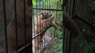 Медведь Тима в Мини зоопарке Ходжохской темницы