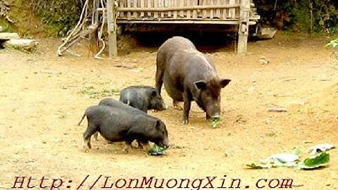 BÁN: Lợn tên lửa, Lợn cắp nách 100%