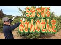 会長のせん定はこんな感じ!