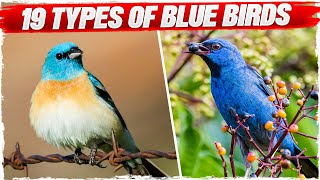 19 Types of Blue Birds (with Pictures)