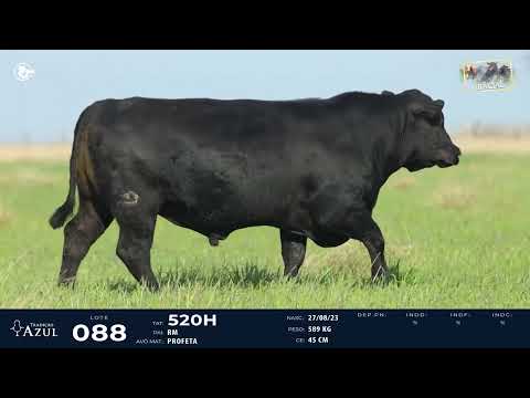 LOTE 88   TAT 520H M Brangus