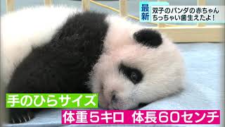 上野動物園の赤ちゃんパンダ　歯も生え“ラジオを聴く”練習も
