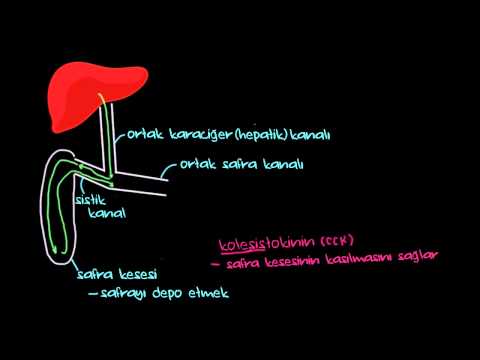Safra Kanalları