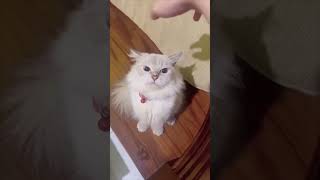 Cat Disapproves Owner's Pets