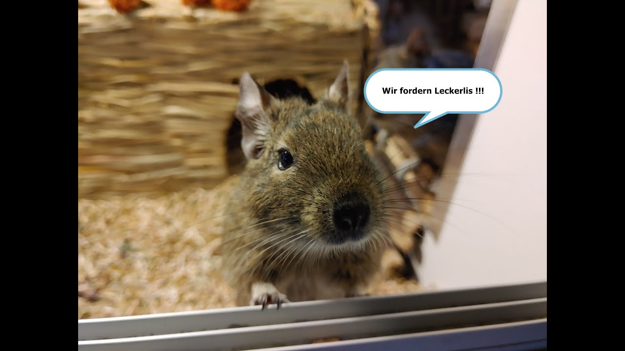 Die Degus sind zu laut - Was kann ich tun?! - YouTube