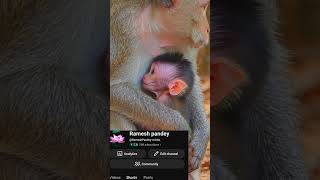 Great Mom Cutie Baby monkey ❤️