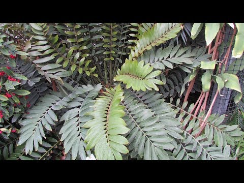 Видео: Замия - реликва в растителното царство