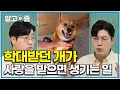 &quot;트라우마 이상으로 사랑을 받았죠&quot; 학대받던 개 사랑받더니 달라진 얼굴│세상에 나쁜 개는 없다│알고e즘