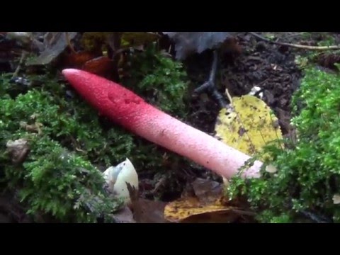 Необычный гриб - Мутинус Равенелли