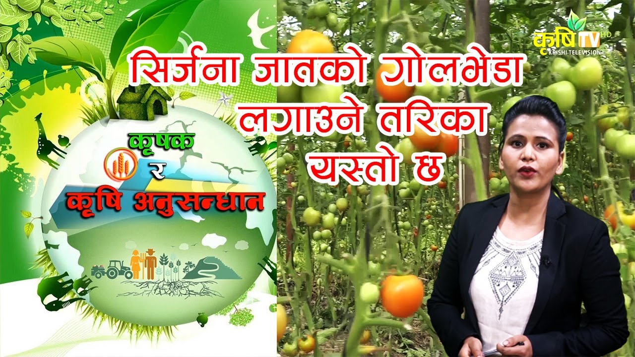 सिर्जना जातको गोलभेडा खेती गर्ने तरिका  || कृषक र कृषि अनुसन्धान || Krishi Television HD