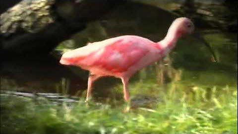GaiaZOO