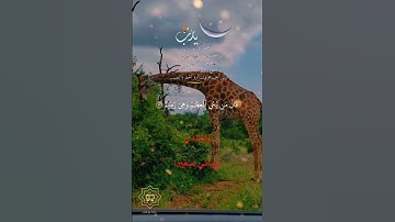 تلاوة خاشعة عطرة مباركة جميلة عذبة للشيخ علي جابر رحمه الله ماتيسر من سورة يس