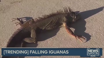 Falling Iguanas