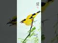 两个黄鹂鸣翠柳，一只怎么样？ #calligraphy