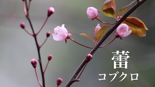 「蕾」コブクロ「Tsubomi」Kobukuro by ニャンコ 19,025 views 2 years ago 6 minutes, 3 seconds