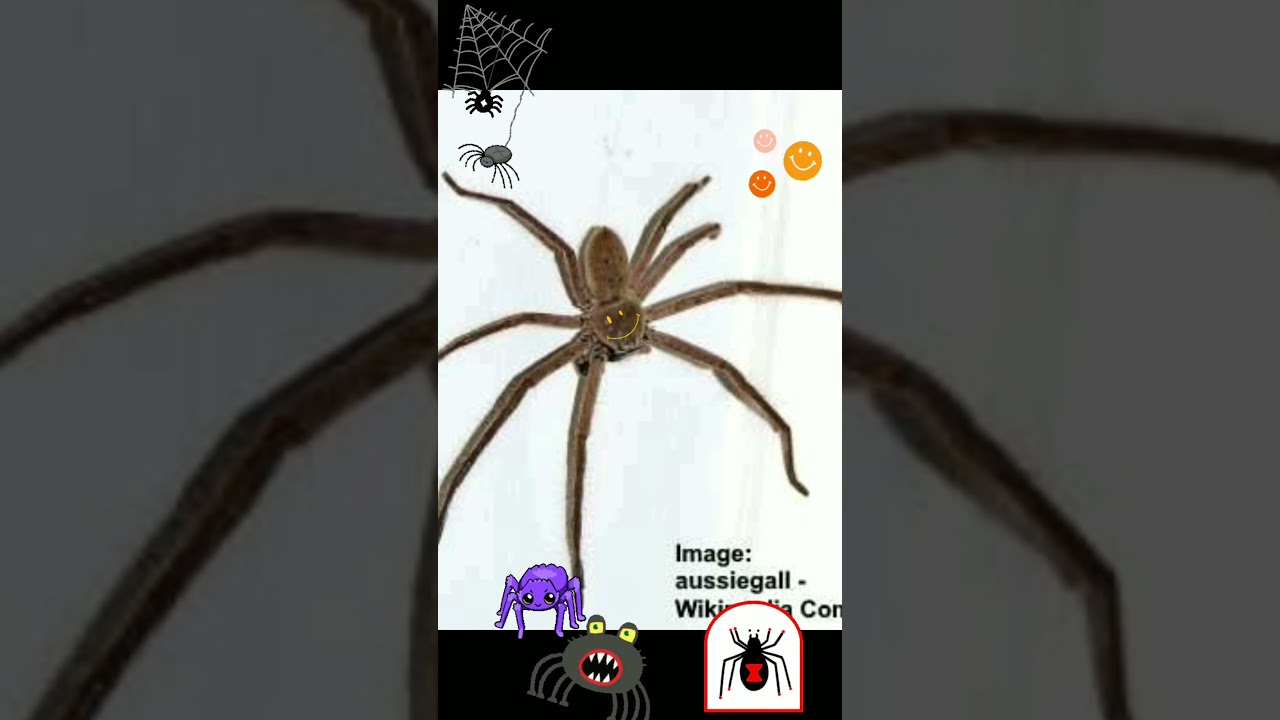 ♥️💜arachnophobia no way💜♥️arachnophile instead, 