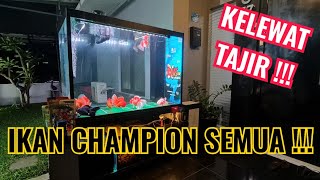 KELEWAT TAJIR !!! SEMUA GOLDFISH CHAMPION DI PELIHARA DI DEPAN RUMAH !!!