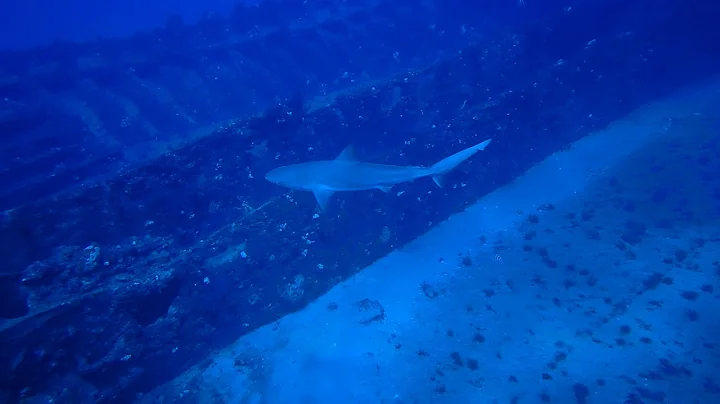 Caribbean Reef Shark