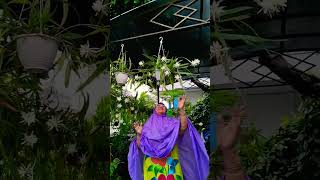 Bunga Wijayakusuma dng nama latin Epiphyllum Oxypetalum mekar nya hanya pada malam hari saja.