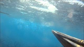 Hunting Mahi Mahi