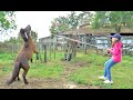 Niña Doma Caballo Pony Chúcaro, Arisco, Crudo - Cabestrear - Doma sin violencia