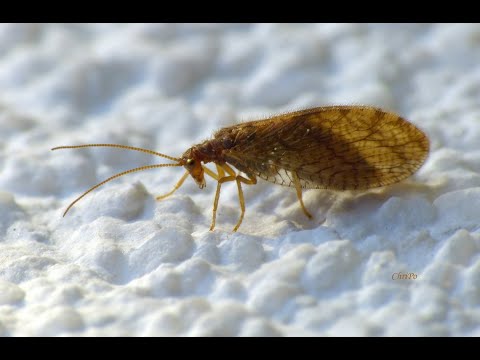 Hemerobius fenestratus
