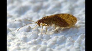 Hemerobius Fenestratus