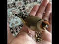 Καρδερίνα ήρεμη!! (Carduelis Carduelis)