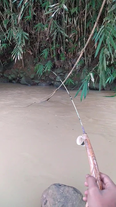 Spot bawah pohon bambu selalu gacorrr lurrr 🐟🎣🎣#mancing #mancingceria #spotangker  #fishing