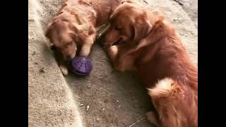 Golden Retrievers fighting over a toy