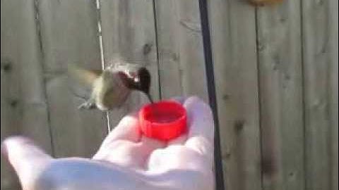 Hummingbird drinking from my hand