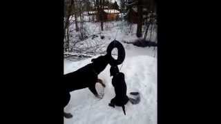 Rottweiler Vs Staffordshire Bullterrier