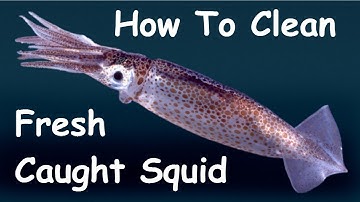 How To Clean Fresh Caught Squid